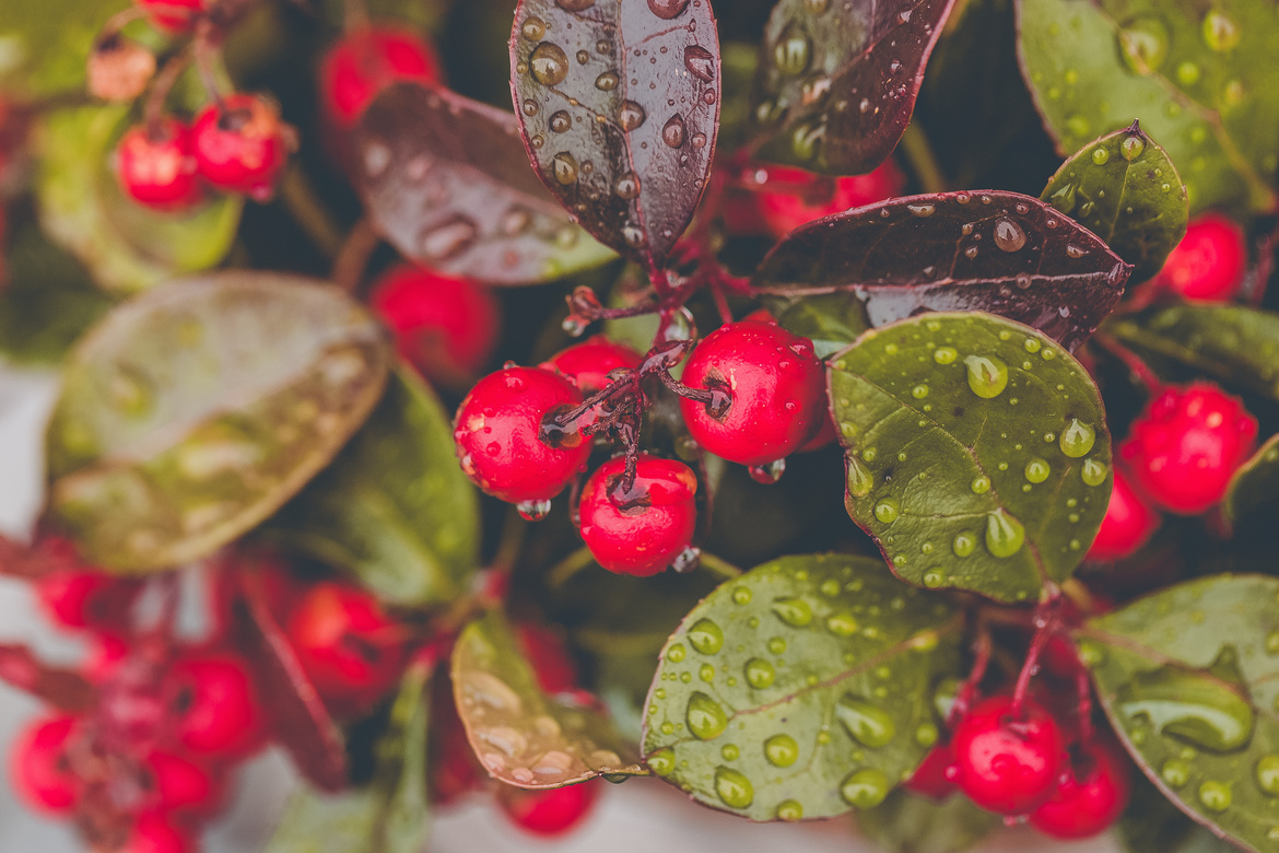 Wintergreen Plant with Red Berries after Rain