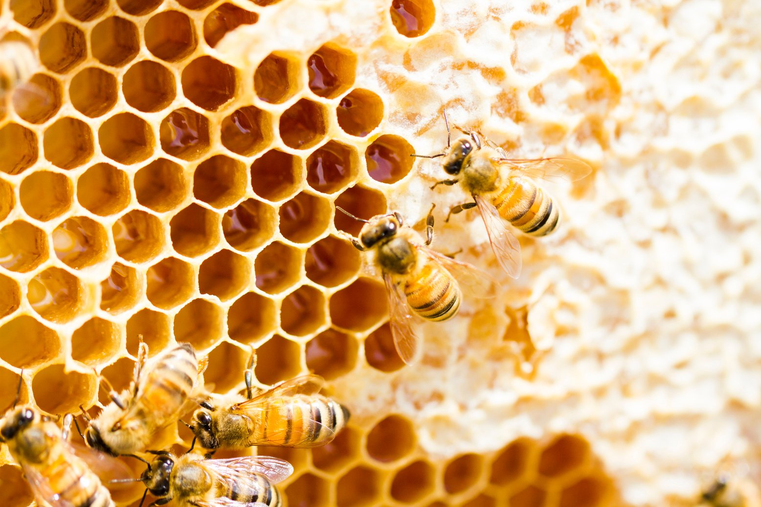 Beekeeping